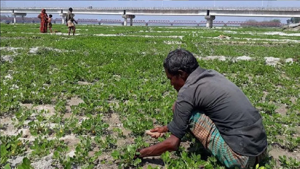 কৃষকের ফসলে সুদ কারবারির হানা